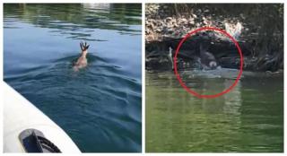 Imagini de infarct pe Barajul Budeasa! O căprioară căzută în apă, speriată şi în pericol să se înece, este salvată de jandarmii argeşeni