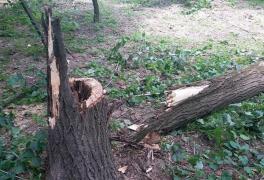 Tragedie în Poienești! Un bărbat a murit după ce i-a căzut în cap un copac