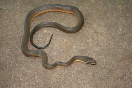 Un bărbat din Neamț a ajuns la spital cu un șarpe într-o pungă după o întâmplare ciudată în pădure