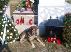 Un câine stă nedezlipit de mormântul stăpânului său, un preot din Alexandria