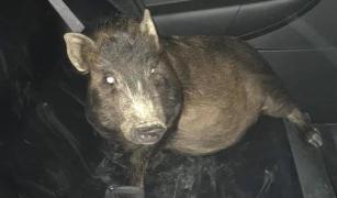 Porcul pentru care bărbatul din Ohio a cerut ajutorul poliţiei