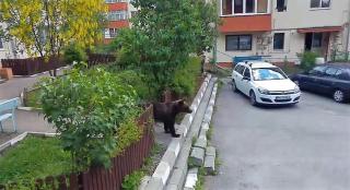 Oamenii s-au trezit cu ursul în bloc, la Buşteni: "Marş, potaie" (Video)