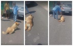 Un câine e legat cu lanțul de mașină chiar de stăpânul lui, care l-a târât pe o șosea din Teleorman până i-a dat sângele (Video)