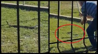 Şerpi într-un loc de joacă din Calafat! Reptilele sunt ucise cu bâte, în timp ce copiii ţipă şi privesc îngroziţi scena (Video şocant)