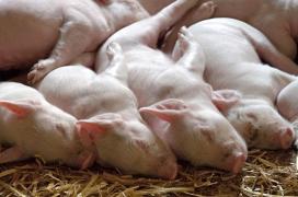 Focar de pestă porcină în România. Rusia a anunțat că nu mai vrea carne de porc românească