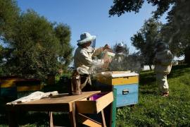 Un roi de albine a ucis doi oameni la Buzău! A treia victimă este în stare de şoc