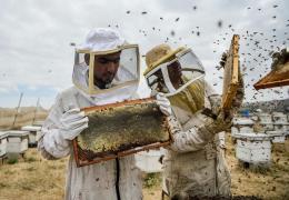 Agresivitatea albinelor ar fi fost cauzată de temperatura ridicată