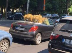 Baloţi de paie, transportaţi cu decapotabila prin mijlocul Bucureştiului