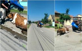 O vaca a fost tarata cu tractorul pe o strada din Giroc
