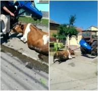 Bărbatul care a târât o vacă cu tractorul pe o stradă din Giroc este cercetat penal