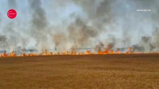 Incendiu devastator lângă Autostrada A3. Ard cu flăcări uriaşe peste 4 hectare de grâu (Video)