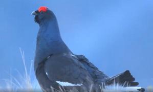 Imagini extrem de rare cu un cocoş de mesteacăn, surprins în Munţii Rodnei