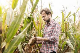 Cum recunoști și cum elimini buruienile care afectează culturile de câmp. Sfaturi utile pentru tinerii agricultori