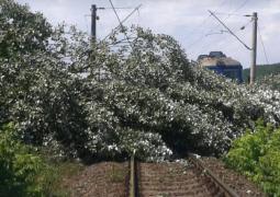 Trenuri cu pasageri blocate între Braşov şi Târgu Mureş. Copac doborât de vânt pe calea ferată