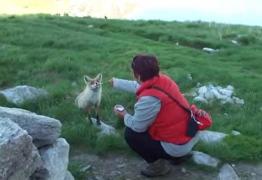 Vulpea Bella, atracţia de la Lacul Bucura din Retezat. Turiştii o răsfaţă cu pateu!