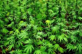 Canada a legalizat consumul de canabis, în scop recreaţional