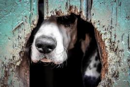 Câine la poarta unei case