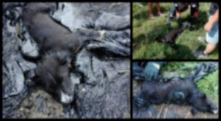 Momentul dramatic în care un căţeluş prins în smoală este salvat de pompieri