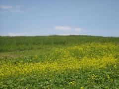 O adolescentă din Alba s-a dus pe o păşune să facă dragoste cu iubitul ei. Acolo erau doi prieteni ai acestuia, care au lovit-o şi au batjocorit-o