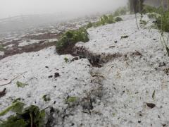 Imaginile prăpădului la Cluj. Culturi întregi, distruse de o ploaie cu gheaţă care aproape a acoperit pământul