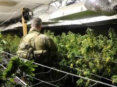 SUA au aprobat primul medicament pentru epilepsie care conţine marijuana