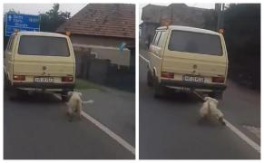 Un câine a fost târât în lanţ, legat de o maşină, de un fost viceprimar din Harghita