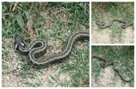 Un şarpe uriaş urca treptele unei grădiniţe din Mehedinți, în timp ce copiii dormeau (Video)