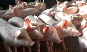 Pestă porcină africană, depistată la o fermă de 45.000 de porci din Tulcea