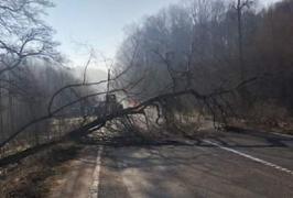 Drum blocat în Harghita, din cauza vântului care a doborât copaci pe şosea
