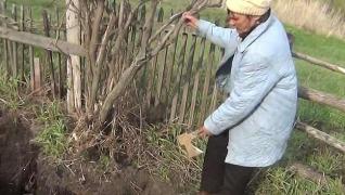 Descoperire macabră făcută de un bărbat, când planta cartofi în grădina soţiei sale. Şocat, a mers imediat la poliţie