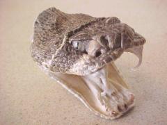 Bărbat în stare critică, muşcat de capul tăiat al unui şarpe. Tocmai decapitase reptila cu o lopată