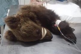 A murit Hope, ursuleţul de la Zărneşti căruia îi fusese amputat un picioruş acum două zile