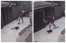 Imagini șocante la Suceava! Un individ lovește cu o bâtă o pisică neagră, ce-i apare în cale. Animalul a fost ucis pe loc