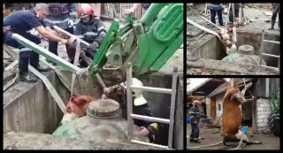Operaţiune dramatică a pompierilor din Covasna, după ce o vacă a căzut într-un canal. Au scos animalul după mai bine de o oră de chin