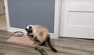 Care sunt cauzele pentru care pisicile se tem de castraveţi