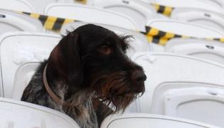 Câine special antrenat pentru intervenţii pe stadion