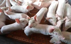 Virusul peste porcine africane, găsit la porci mistreţi în judeţul Sălaj