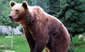 Victima a fost transportată la spital cu răni în zona pieptului, fiind internat în Secţia de Boli Infecţioase.