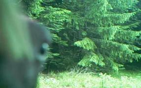 Momentul fabulos în care o ciocănitoare descoperă o cameră de filmat, în Parcul Natural Apuseni