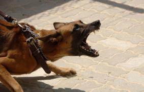 Femeie desfigurată de câine, în Bucureşti. A fost muşcată de faţă şi gât, sub privirle îngrozite ale trecătorilor