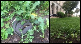 Apariţie horror în fața Ministerului Justiției. Jurnaliştii au descoperit un şarpe în iarbă, în faţa instituţiei