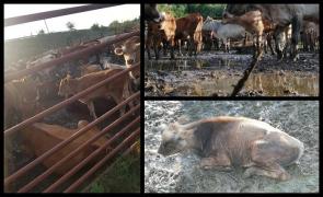 Primarul din Pardina, Tulcea, a confiscat 100 de vite ale sătenilor şi le ţine nemâncate şi fără apă de 5 zile, pentru că au intrat în lanul de porumb al surorii lui