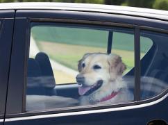 Un român şi-a lăsat câinele să moară sufocat în maşină, unde-l încuiase, într-o parcare din Italia. Înăuntru erau 45 de grade