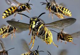 Viespile au ucis un tânăr care culegea fructe. Atacul a fost fulgerător şi era deja în şoc anafilactic atunci când a fost găsit