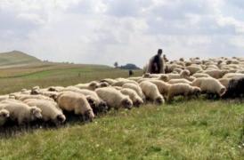 Doi ciobani din Olt au fost ucişi cu sălbăticie în doar 24 de ore. Unul dintre ei a fost lovit cu coasa, lângă stână