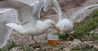 Zeci de pescăruşi au fost găsiţi beţi pe plajele din Marea Britanie. Nu mai puteau să zboare sau să plutească pe valuri