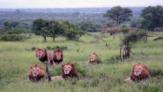 3 braconieri care vânau rinoceri au devenit prânzul a 6 lei, într-o rezervaţie din Africa de Sud