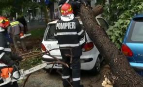 Copac căzut peste o maşină pe o stradă din Bucureşti