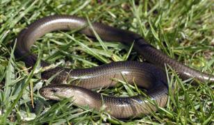 Momente de groază pentru o femeie din Iași după ce a fost mușcată de un șarpe în grădină