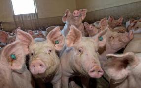 Pesta porcină africană, depistată şi în Călăraşi. Virusul a fost confirmat la porcii din comuna Borcea